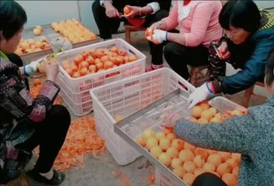 内乡县 借力“互联网+” 驱动传统农业智慧升级